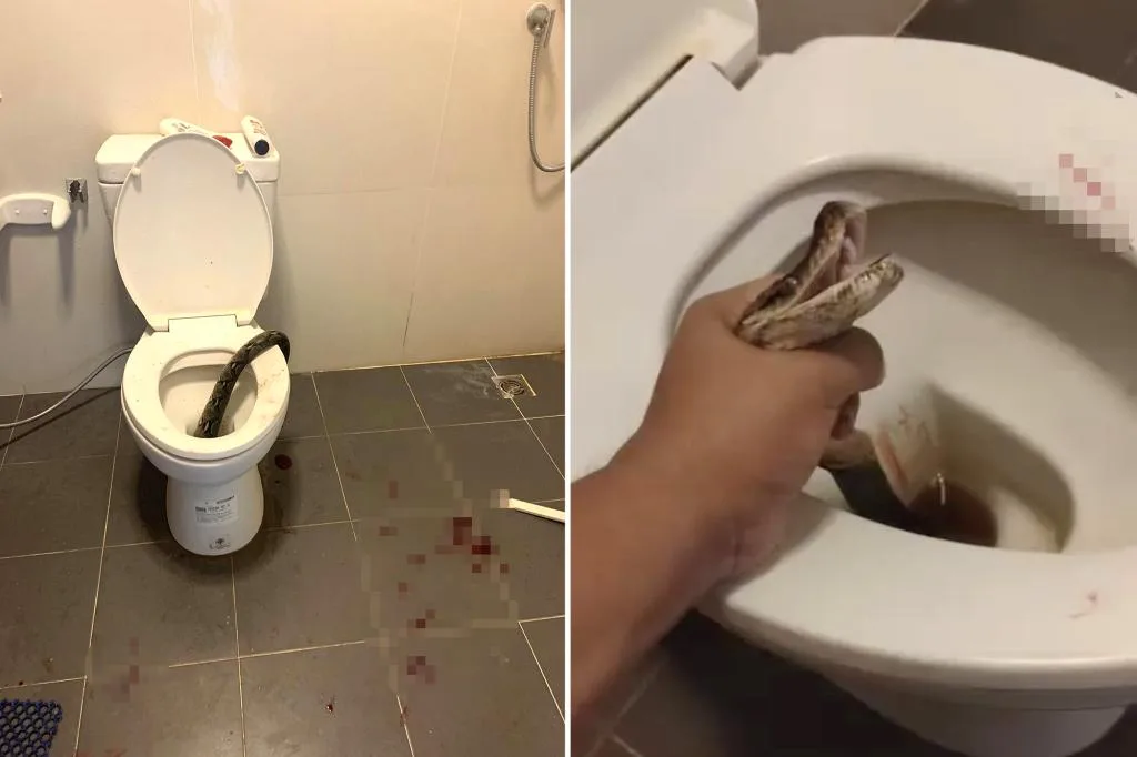 12-foot python bites man in testicles as he sat on toilet â then he beat it to death with a brush